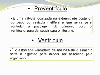 • Proventrículo
• É uma válvula localizada na extremidade posterior
do papo ou vesícula melífera e que serve para
controlar a passagem do alimento para o
ventrículo, para daí seguir para o intestino.


             • Ventrículo
•É  o estômago verdadeiro da abelha.Nele o alimento
sofre a digestão para depois ser absorvido pelo
organismo.
 