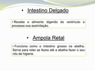 • Intestino Delgado

• Recebe o alimento digerido do ventrículo e
processa sua assimilação.



         • Ampola Retal
• Funciona como o intestino grosso na abelha.
Serve para reter as fezes até a abelha fazer o seu
vôo de higiene.
 