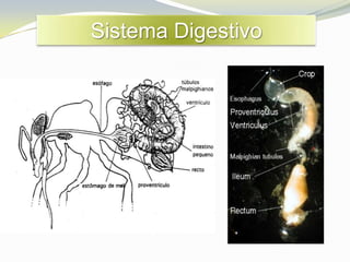Sistema Digestivo
 