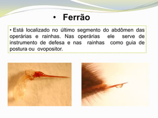 • Ferrão
• Está localizado no último segmento do abdômen das
operárias e rainhas. Nas operárias ele serve de
instrumento de defesa e nas rainhas como guia de
postura ou ovopositor.
 