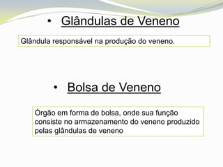 • Glândulas de Veneno
Glândula responsável na produção do veneno.




         • Bolsa de Veneno
   Órgão em forma de bolsa, onde sua função
   consiste no armazenamento do veneno produzido
   pelas glândulas de veneno
 