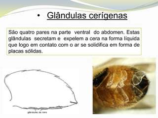 • Glândulas cerígenas
São quatro pares na parte ventral do abdomen. Estas
glândulas secretam e expelem a cera na forma líquida
que logo em contato com o ar se solidifica em forma de
placas sólidas.
 