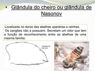 • Glândula do cheiro ou glândula de
              Nasonov

Localizada no dorso das abelhas operárias e rainhas.
Os zangões não a possuem. Secretam um odor que tem
a função de reconhecimento entre as abelhas de uma
mesma família.
 