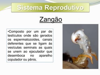 Sistema Reprodutivo
                    Zangão
•Composto por um par de
testículos onde são gerados
os espermatozoides, canais
deferentes que se ligam às
vesículas seminais as quais
se unem ao ejaculador que
desemboca      no   aparelho
copulador ou pênis.
 