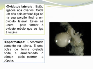 •Ovidutos laterais : Estão
 ligados aos ovários. Cada
 um dos dois ovários liga-se
 na sua porção final a um
 oviduto lateral. Estes se
 unem      para formar o
 oviduto médio que se liga
 à vagina.


•Espermateca: Encontrada
somente na rainha. É uma
bolsa de forma ovalada
onde é armazenado o
sêmen   após ocorrer   a
cópula.
 