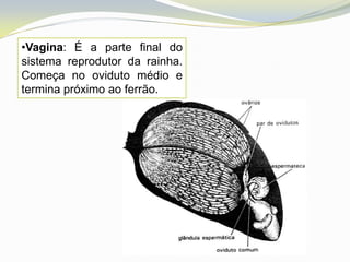 •Vagina: É a parte final do
sistema reprodutor da rainha.
Começa no oviduto médio e
termina próximo ao ferrão.
 