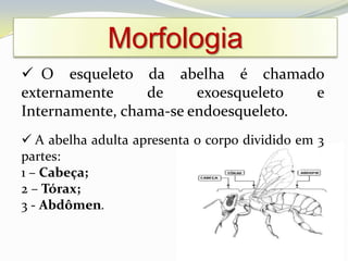 Morfologia
 O esqueleto da abelha é chamado
externamente     de     exoesqueleto  e
Internamente, chama-se endoesqueleto.
 A abelha adulta apresenta o corpo dividido em 3
partes:
1 – Cabeça;
2 – Tórax;
3 - Abdômen.
 