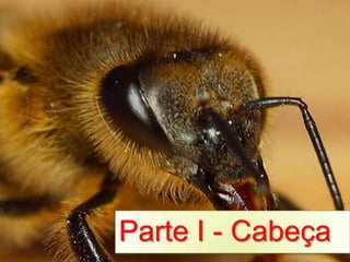 Parte I - Cabeça
 