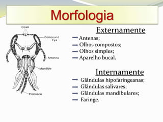 Morfologia
          Externamente
    Antenas;
    Olhos compostos;
    Olhos simples;
    Aparelho bucal.

          Internamente
    Glândulas hipofaringeanas;
    Glândulas salivares;
    Glândulas mandibulares;
    Faringe.
 