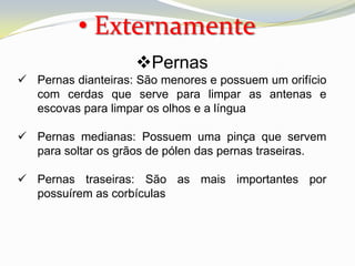 • Externamente
                    Pernas
 Pernas dianteiras: São menores e possuem um orifício
  com cerdas que serve para limpar as antenas e
  escovas para limpar os olhos e a língua

 Pernas medianas: Possuem uma pinça que servem
  para soltar os grãos de pólen das pernas traseiras.

 Pernas traseiras: São as mais importantes por
  possuírem as corbículas
 