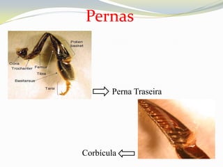 Pernas



       Perna Traseira




Corbícula
 