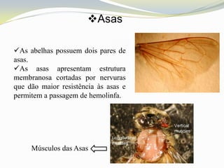 Asas

As abelhas possuem dois pares de
asas.
As asas apresentam estrutura
membranosa cortadas por nervuras
que dão maior resistência às asas e
permitem a passagem de hemolinfa.




     Músculos das Asas
 
