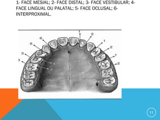 1- FACE MESIAL; 2- FACE DISTAL; 3- FACE VESTIBULAR; 4FACE LINGUAL OU PALATAL; 5- FACE OCLUSAL; 6INTERPROXIMAL.

11

 