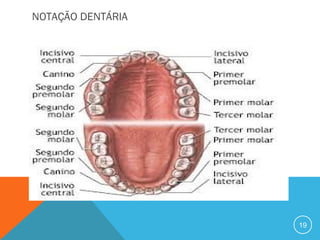 NOTAÇÃO DENTÁRIA

19

 