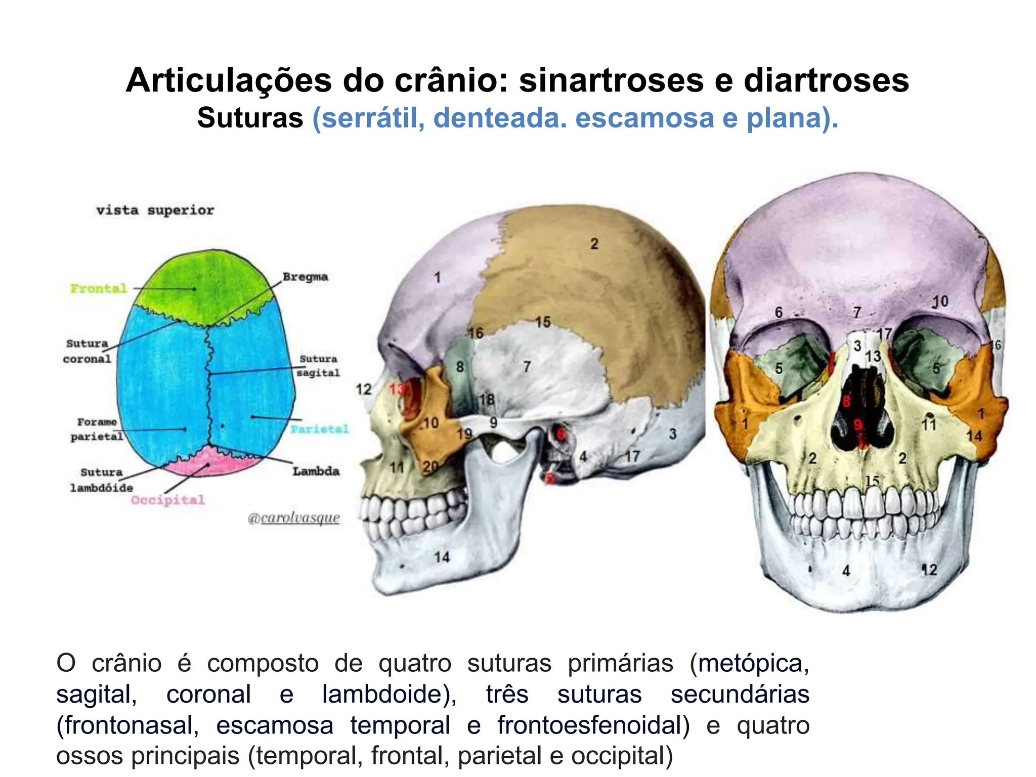 ANATOMIA DA CABEÇA AULA 1 Introdução e ossos do crânio 2017.pptx