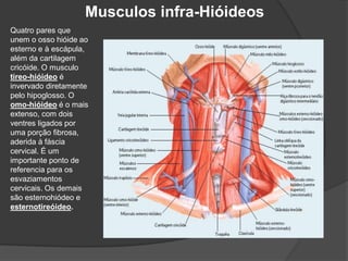 Musculos infra-Hióideos
Quatro pares que
unem o osso hióide ao
esterno e à escápula,
além da cartilagem
cricóide. O musculo
tireo-hióideo é
invervado diretamente
pelo hipoglosso. O
omo-hióideo é o mais
extenso, com dois
ventres ligados por
uma porção fibrosa,
aderida à fáscia
cervical. É um
importante ponto de
referencia para os
esvaziamentos
cervicais. Os demais
são esternohiódeo e
esternotireóideo.
 