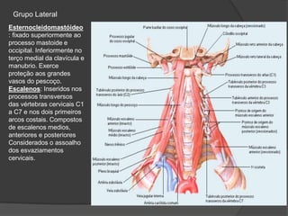 Grupo Lateral
Esternocleidomastóideo
: fixado superiormente ao
processo mastoide e
occipital. Inferiormente no
terço medial da clavícula e
manubrio. Exerce
proteção aos grandes
vasos do pescoço.
Escalenos: Inseridos nos
processos transversos
das vértebras cervicais C1
a C7 e nos dois primeiros
arcos costais. Compostos
de escalenos medios,
anteriores e posteriores
Considerados o assoalho
dos esvaziamentos
cervicais.
 