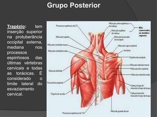 Grupo Posterior
Trapézio: tem
inserção superior
na protuberância
occipital externa,
mediana nos
processos
espinhosos das
últimas vértebras
cervicais e todas
as torácicas. É
considerado o
limite lateral do
esvaziamento
cervical.
 