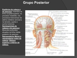 Grupo Posterior
Esplênios da cabeça e
do pescoço: inseridos na
linha occipital superior, no
processo mastóide, nos
processos transversos da
sétima vértebra cervical e
na terceira, quarta e
quinta torácicas.
Semiespinhais da
cabeça e do pescoço:
Musculos profundos
situados na linha média
posterior do pescoço.
Retroposterior Menor e
retroposterior maior da
cabeça; Oblíquo
superior e inferior da
cabeça.
 