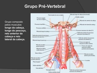 Grupo Pré-Vertebral
Grupo composto
pelos musculos
longo da cabeça,
longo do pescoço,
reto anterior da
cabeça e reto
lateral da cabeça.
 