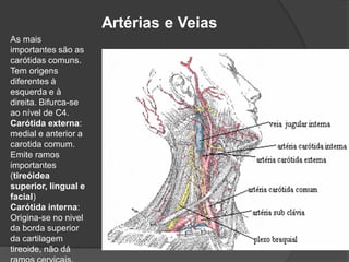 Artérias e Veias
As mais
importantes são as
carótidas comuns.
Tem origens
diferentes à
esquerda e à
direita. Bifurca-se
ao nível de C4.
Carótida externa:
medial e anterior a
carotida comum.
Emite ramos
importantes
(tireóidea
superior, lingual e
facial)
Carótida interna:
Origina-se no nivel
da borda superior
da cartilagem
tireoide, não dá
 