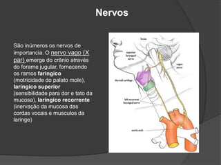 Nervos
São inúmeros os nervos de
importancia. O nervo vago (X
par) emerge do crânio através
do forame jugular, fornecendo
os ramos faringico
(motricidade do palato mole),
laríngico superior
(sensibilidade para dor e tato da
mucosa), laríngico recorrente
(inervação da mucosa das
cordas vocais e musculos da
laringe)
 