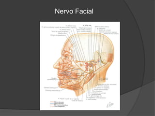 Nervo Facial
 