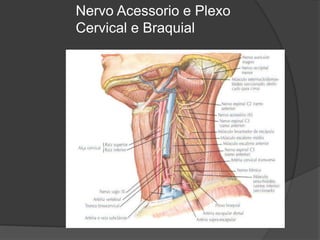 Nervo Acessorio e Plexo
Cervical e Braquial
 