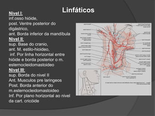Nivel I:
inf.osso hióide,
post. Ventre posterior do
digástrico,
ant. Borda inferior da mandíbula
Nivel II:
sup. Base do cranio,
ant. M. estilo-hioideo,
inf. Por linha horizontal entre
hióide e borda posterior o m.
esternocleidomastoideo
Nivel III:
sup. Borda do nivel II
Ant. Musculos pre laringeos
Post. Borda anterior do
m.esternocleidomastoideo
Inf. Por plano horizontal ao nivel
da cart. cricóide
Linfáticos
 