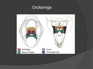 Orofaringe
 