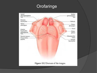 Orofaringe
 