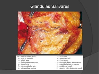 Glândulas Salivares
 