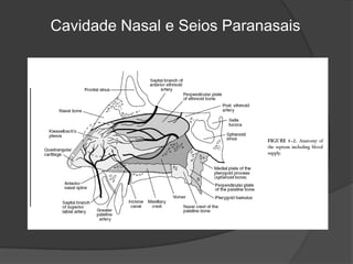 Cavidade Nasal e Seios Paranasais
 