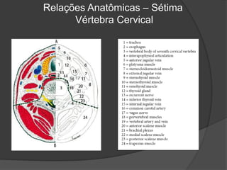 Relações Anatômicas – Sétima
Vértebra Cervical
 