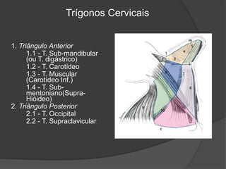 1. Triângulo Anterior
1.1 - T. Sub-mandibular
(ou T. digástrico)
1.2 - T. Carotídeo
1.3 - T. Muscular
(Carotídeo Inf.)
1.4 - T. Sub-
mentoniano(Supra-
Hióideo)
2. Triângulo Posterior
2.1 - T. Occipital
2.2 - T. Supraclavicular
Trígonos Cervicais
 