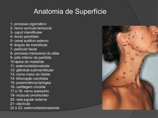 1- processo zigomático
2- nervo aurículo-temporal
3- caput mandibulae
4- ducto parotídeo
5- canal auditivo externo
6- ângulo da mandíbula
7- pedículo facial
8- processo transverso do atlas
9- pólo inferior da parótida
10-ápice do mastóide
11- esternocleidomatoide
12- glândula submandibular
13- corno maior do hióide
14- bifurcação carotídea
15- proeminência laríngea
16- cartilagem cricóide
17 e 18- nervo acessório
19- músculo omohioídeo
20- veia jugular externa
21- clavícula
22 e 23- esternocleidomastoide
Anatomia de Superfície
 