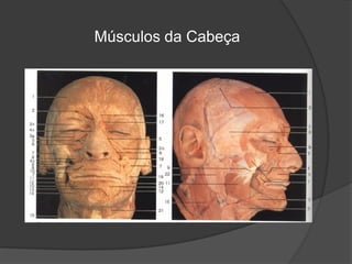 Músculos da Cabeça
 