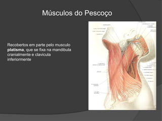 Músculos do Pescoço
Recobertos em parte pelo musculo
platisma, que se fixa na mandibula
cranialmente e clavicula
inferiormente
 