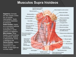 Musculos Supra hioideos
Digástrico: formado
por dois ventres unidos
por um tendão
intermediário, fixado
na incisura mastóidea
do temporal.
Estilo-hioideo: insere-
se no processo estiloide
e no osso hioide,
acompanha o ventre
posterior do digástrico.
Milo-hióideo: fibras
fixadas na parte interna
da mandibula, bilateral
e oblíquamente, forma
o diafragma oral.
Genio-hioideo: origina-
se no tubérculo
mentoniano e osso
hioide, os dois ligam-se
na linha média
 