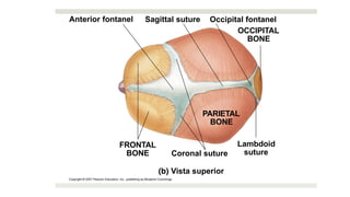 6-
15b
FRONTAL
BONE Coronal suture
Vista superior
PARIETAL
BONE
Lambdoid
suture
Occipital fontanel
OCCIPITAL
BONE
Sagittal suture
Anterior fontanel
 