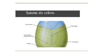 Suturas do crânio
 