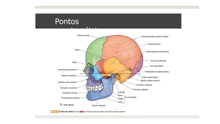 Pontos
craniométricos
 