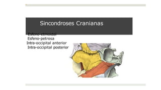 Sincondroses Cranianas
Esfeno-etmoidal
Esfeno-petrosa
Intra-occipital anterior
Intra-occipital posterior
 