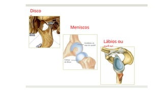 Disco
s
Meniscos
Lábios ou
orlas
 