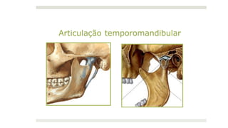Articulação temporomandibular
 