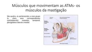 Músculos que movimentam as ATMs- os
músculos da mastigação
São quatro, os pertencentes a esse grupo
(e, claro, seus correspondentes
contralaterais): masseter, temporal,
pterigóideos lateral e medial.
 