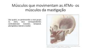 Músculos que movimentam as ATMs- os
músculos da mastigação
São quatro, os pertencentes a esse grupo
(e, claro, seus correspondentes
contralaterais): masseter, temporal,
pterigóideos lateral e medial.
 