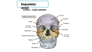 Esqueleto
axial
Crânio – visão anterior:
 