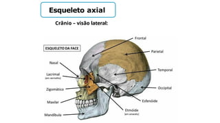 Esqueleto axial
Crânio – visão lateral:
 