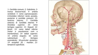 1- Carótida comum; 2- Subclávia; 3-
tronco tireocervical; 4- artéria
vertebral; 5- ramo supraescapular;
6-tireóidea inferior( nesta posição,
posterior à carótida comum); 23-
torácica interna; 7- Carótida
externa; 8- Carótida interna; 9-
tireóidea superior; 10- ramo
laríngeo superior; 11- lingual; 12-
facial; 13- ramo labial inferior
(notar a anastomose com a
mentoniana); 14- labial superior;
15- artéria angular; 16- ramo
submentual; 17- faríngea
ascendente; 18-auricular posterior;
19- occipital; 20 – maxilar; 21-
temporal superficial.
 